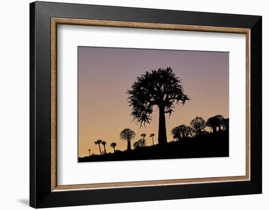 Quiver tree (Kokerboom) (Aloe dichotoma), Gannabos, Namakwa, Namaqualand, South Africa, Africa-James Hager-Framed Photographic Print