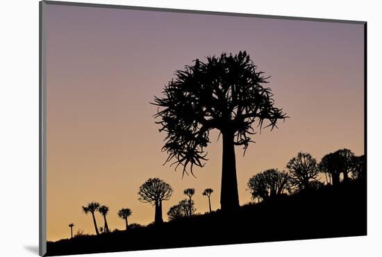 Quiver tree (Kokerboom) (Aloe dichotoma), Gannabos, Namakwa, Namaqualand, South Africa, Africa-James Hager-Mounted Photographic Print