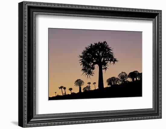 Quiver tree (Kokerboom) (Aloe dichotoma), Gannabos, Namakwa, Namaqualand, South Africa, Africa-James Hager-Framed Photographic Print