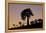 Quiver tree (Kokerboom) (Aloe dichotoma), Gannabos, Namakwa, Namaqualand, South Africa, Africa-James Hager-Framed Premier Image Canvas