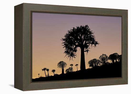 Quiver tree (Kokerboom) (Aloe dichotoma), Gannabos, Namakwa, Namaqualand, South Africa, Africa-James Hager-Framed Premier Image Canvas