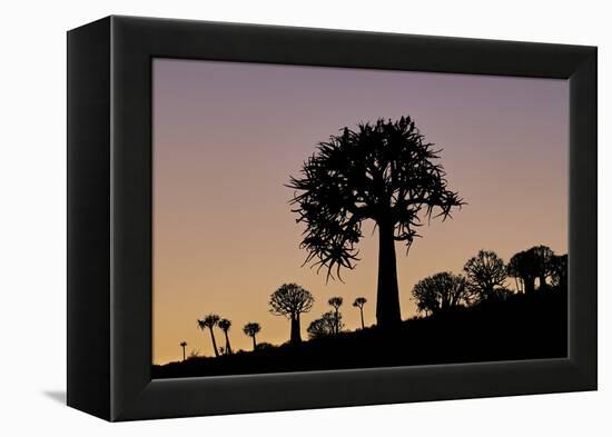 Quiver tree (Kokerboom) (Aloe dichotoma), Gannabos, Namakwa, Namaqualand, South Africa, Africa-James Hager-Framed Premier Image Canvas