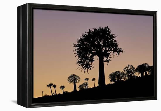 Quiver tree (Kokerboom) (Aloe dichotoma), Gannabos, Namakwa, Namaqualand, South Africa, Africa-James Hager-Framed Premier Image Canvas