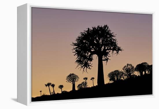 Quiver tree (Kokerboom) (Aloe dichotoma), Gannabos, Namakwa, Namaqualand, South Africa, Africa-James Hager-Framed Premier Image Canvas