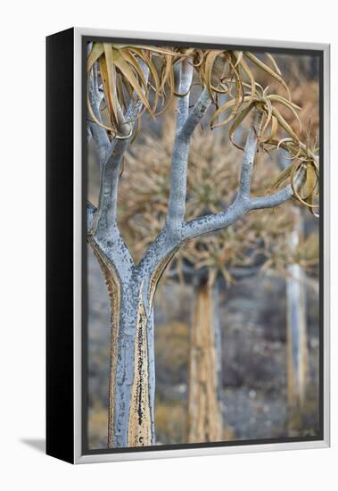 Quiver tree (Kokerboom) (Aloe dichotoma), Gannabos, Namakwa, Namaqualand, South Africa, Africa-James Hager-Framed Premier Image Canvas