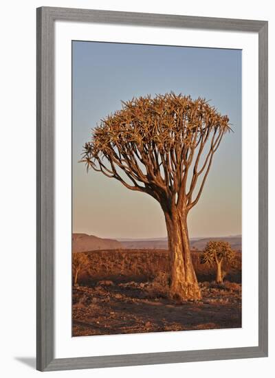 Quiver tree (Kokerboom) (Aloe dichotoma), Gannabos, Namakwa, Namaqualand, South Africa, Africa-James Hager-Framed Photographic Print