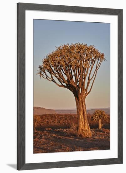 Quiver tree (Kokerboom) (Aloe dichotoma), Gannabos, Namakwa, Namaqualand, South Africa, Africa-James Hager-Framed Photographic Print