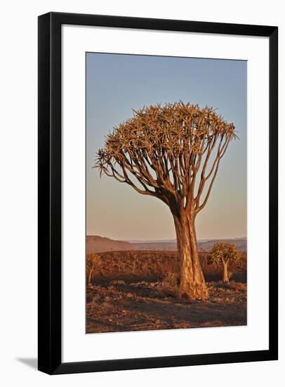 Quiver tree (Kokerboom) (Aloe dichotoma), Gannabos, Namakwa, Namaqualand, South Africa, Africa-James Hager-Framed Photographic Print