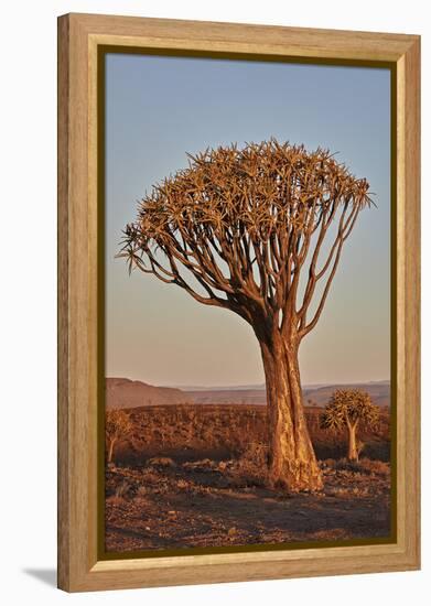 Quiver tree (Kokerboom) (Aloe dichotoma), Gannabos, Namakwa, Namaqualand, South Africa, Africa-James Hager-Framed Premier Image Canvas