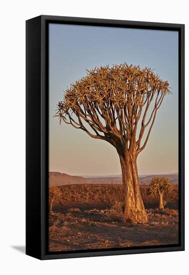 Quiver tree (Kokerboom) (Aloe dichotoma), Gannabos, Namakwa, Namaqualand, South Africa, Africa-James Hager-Framed Premier Image Canvas