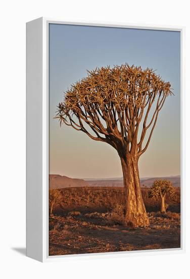 Quiver tree (Kokerboom) (Aloe dichotoma), Gannabos, Namakwa, Namaqualand, South Africa, Africa-James Hager-Framed Premier Image Canvas