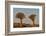 Quiver tree (Kokerboom) (Aloe dichotoma), Gannabos, Namakwa, Namaqualand, South Africa, Africa-James Hager-Framed Photographic Print