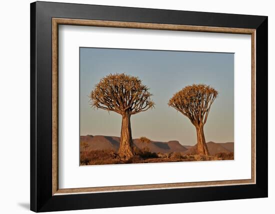 Quiver tree (Kokerboom) (Aloe dichotoma), Gannabos, Namakwa, Namaqualand, South Africa, Africa-James Hager-Framed Photographic Print
