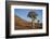 Quiver tree (Kokerboom) (Aloe dichotoma), Gannabos, Namakwa, Namaqualand, South Africa, Africa-James Hager-Framed Photographic Print