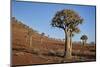 Quiver tree (Kokerboom) (Aloe dichotoma), Gannabos, Namakwa, Namaqualand, South Africa, Africa-James Hager-Mounted Photographic Print