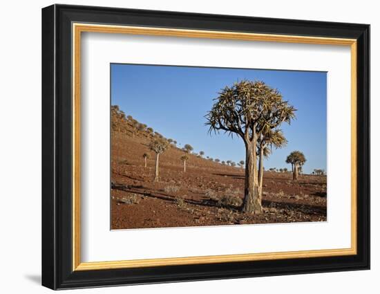 Quiver tree (Kokerboom) (Aloe dichotoma), Gannabos, Namakwa, Namaqualand, South Africa, Africa-James Hager-Framed Photographic Print