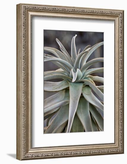 Quiver tree (Kokerboom) (Aloe dichotoma) leaves, Gannabos, Namakwa, Namaqualand, South Africa, Afri-James Hager-Framed Photographic Print