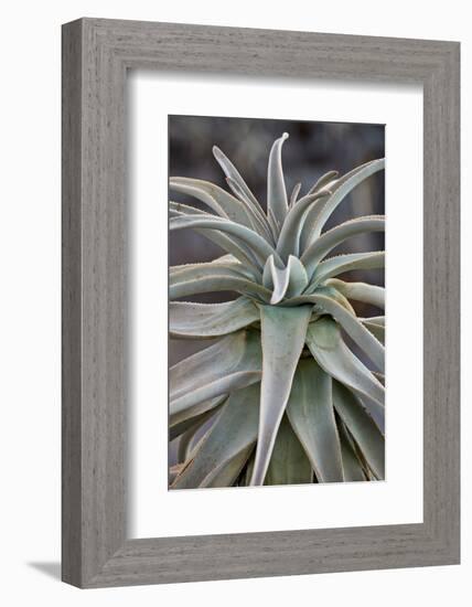 Quiver tree (Kokerboom) (Aloe dichotoma) leaves, Gannabos, Namakwa, Namaqualand, South Africa, Afri-James Hager-Framed Photographic Print