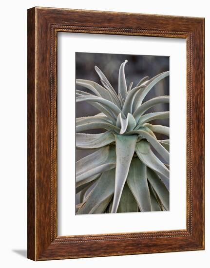 Quiver tree (Kokerboom) (Aloe dichotoma) leaves, Gannabos, Namakwa, Namaqualand, South Africa, Afri-James Hager-Framed Photographic Print