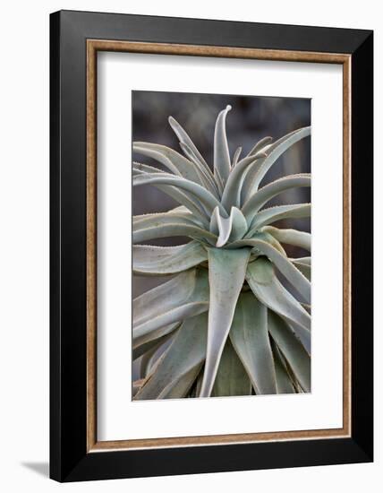 Quiver tree (Kokerboom) (Aloe dichotoma) leaves, Gannabos, Namakwa, Namaqualand, South Africa, Afri-James Hager-Framed Photographic Print