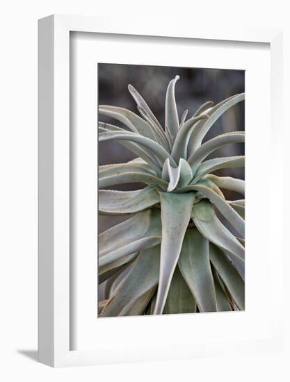 Quiver tree (Kokerboom) (Aloe dichotoma) leaves, Gannabos, Namakwa, Namaqualand, South Africa, Afri-James Hager-Framed Photographic Print