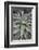 Quiver tree (Kokerboom) (Aloe dichotoma) leaves, Gannabos, Namakwa, Namaqualand, South Africa, Afri-James Hager-Framed Photographic Print