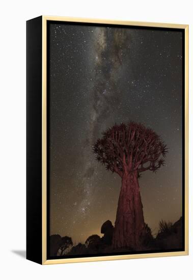 Quiver Tree, Namibia 2-Art Wolfe-Framed Premier Image Canvas