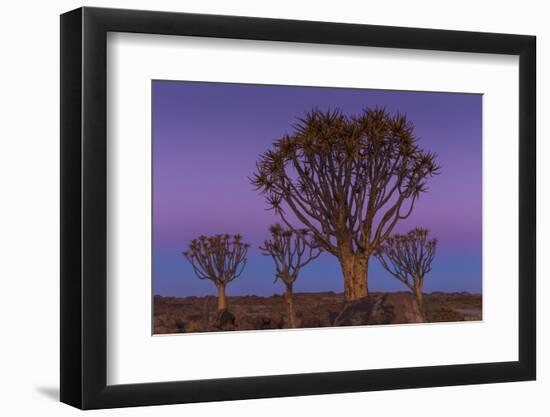 Quiver Tree, Namibia-Art Wolfe-Framed Photographic Print
