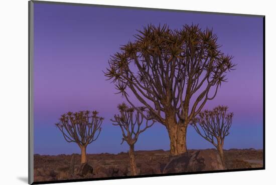 Quiver Tree, Namibia-Art Wolfe-Mounted Photographic Print