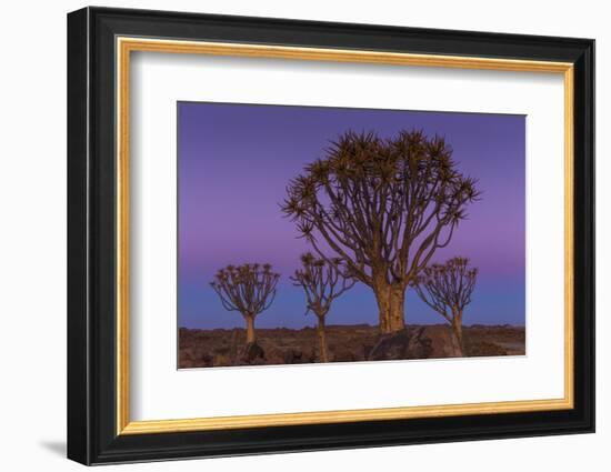 Quiver Tree, Namibia-Art Wolfe-Framed Photographic Print