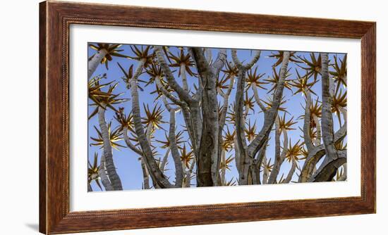 Quiver tree, Namibia-Art Wolfe Wolfe-Framed Photographic Print