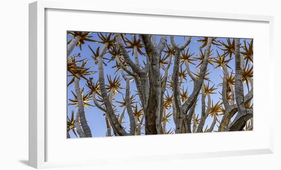 Quiver tree, Namibia-Art Wolfe Wolfe-Framed Photographic Print