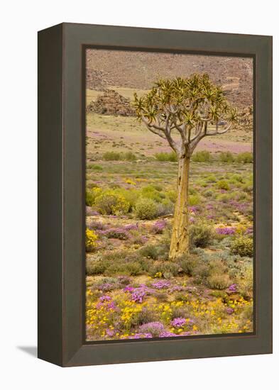 Quiver Tree, Orange Daisies (Tripteris Hyoseroides)-null-Framed Premier Image Canvas