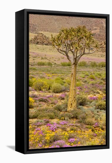 Quiver Tree, Orange Daisies (Tripteris Hyoseroides)-null-Framed Premier Image Canvas