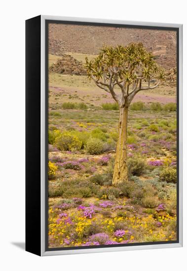 Quiver Tree, Orange Daisies (Tripteris Hyoseroides)-null-Framed Premier Image Canvas