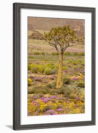 Quiver Tree, Orange Daisies (Tripteris Hyoseroides)-null-Framed Photographic Print