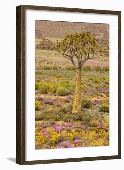 Quiver Tree, Orange Daisies (Tripteris Hyoseroides)-null-Framed Photographic Print