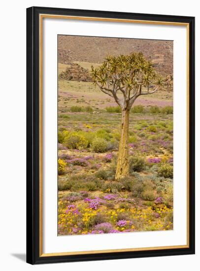 Quiver Tree, Orange Daisies (Tripteris Hyoseroides)-null-Framed Photographic Print