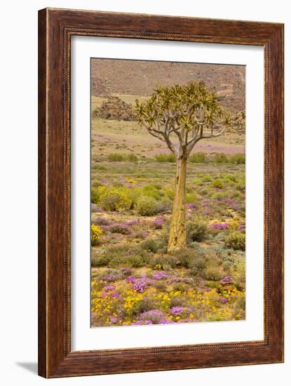 Quiver Tree, Orange Daisies (Tripteris Hyoseroides)-null-Framed Photographic Print