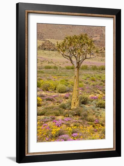 Quiver Tree, Orange Daisies (Tripteris Hyoseroides)-null-Framed Photographic Print