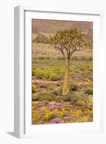 Quiver Tree, Orange Daisies (Tripteris Hyoseroides)-null-Framed Photographic Print