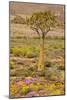 Quiver Tree, Orange Daisies (Tripteris Hyoseroides)-null-Mounted Photographic Print