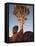 Quiver Tree, Quiver Tree Forest, Keetmanshoop, Namibia, Africa-Ann & Steve Toon-Framed Premier Image Canvas