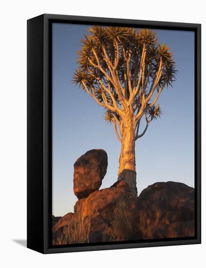 Quiver Tree, Quiver Tree Forest, Keetmanshoop, Namibia, Africa-Ann & Steve Toon-Framed Premier Image Canvas
