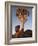 Quiver Tree, Quiver Tree Forest, Keetmanshoop, Namibia, Africa-Ann & Steve Toon-Framed Photographic Print