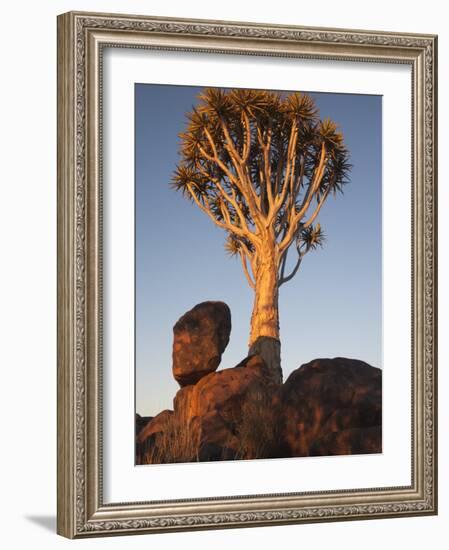 Quiver Tree, Quiver Tree Forest, Keetmanshoop, Namibia, Africa-Ann & Steve Toon-Framed Photographic Print