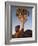 Quiver Tree, Quiver Tree Forest, Keetmanshoop, Namibia, Africa-Ann & Steve Toon-Framed Photographic Print