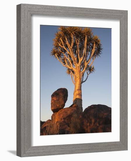 Quiver Tree, Quiver Tree Forest, Keetmanshoop, Namibia, Africa-Ann & Steve Toon-Framed Photographic Print