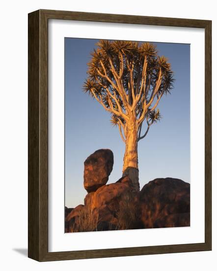 Quiver Tree, Quiver Tree Forest, Keetmanshoop, Namibia, Africa-Ann & Steve Toon-Framed Photographic Print