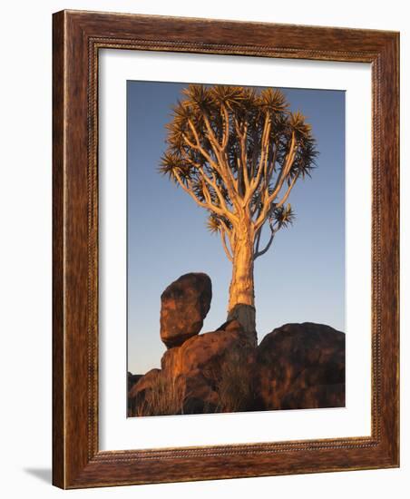 Quiver Tree, Quiver Tree Forest, Keetmanshoop, Namibia, Africa-Ann & Steve Toon-Framed Photographic Print